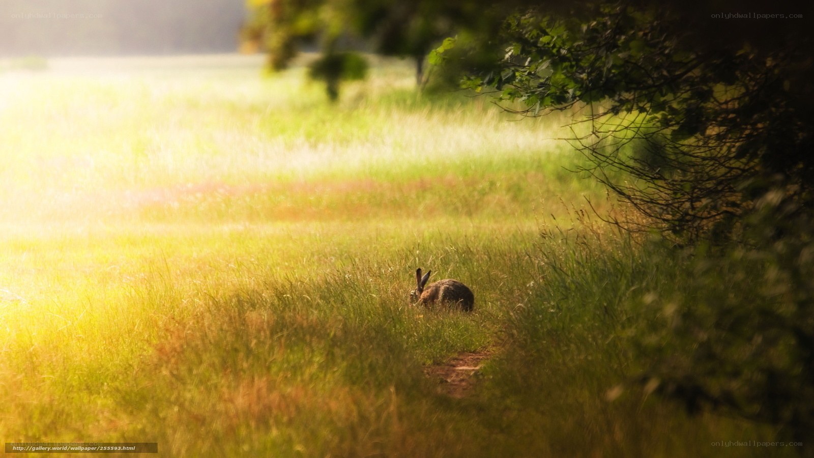 Hare in a sunlit meadow