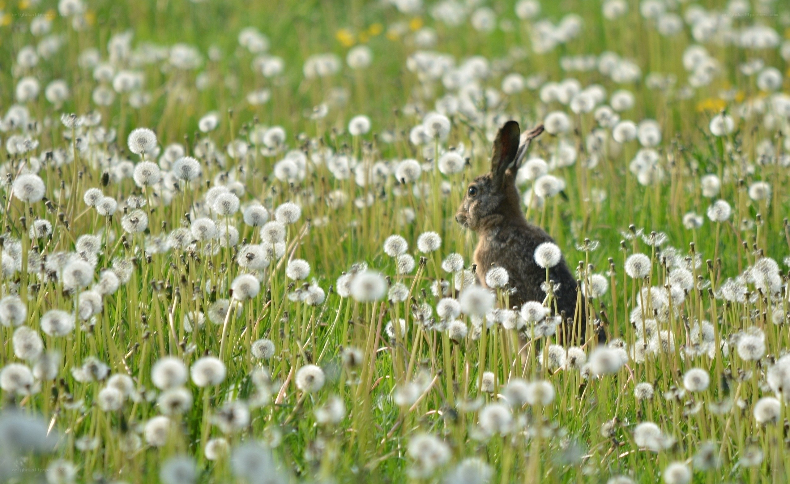 Hare in dandelion field