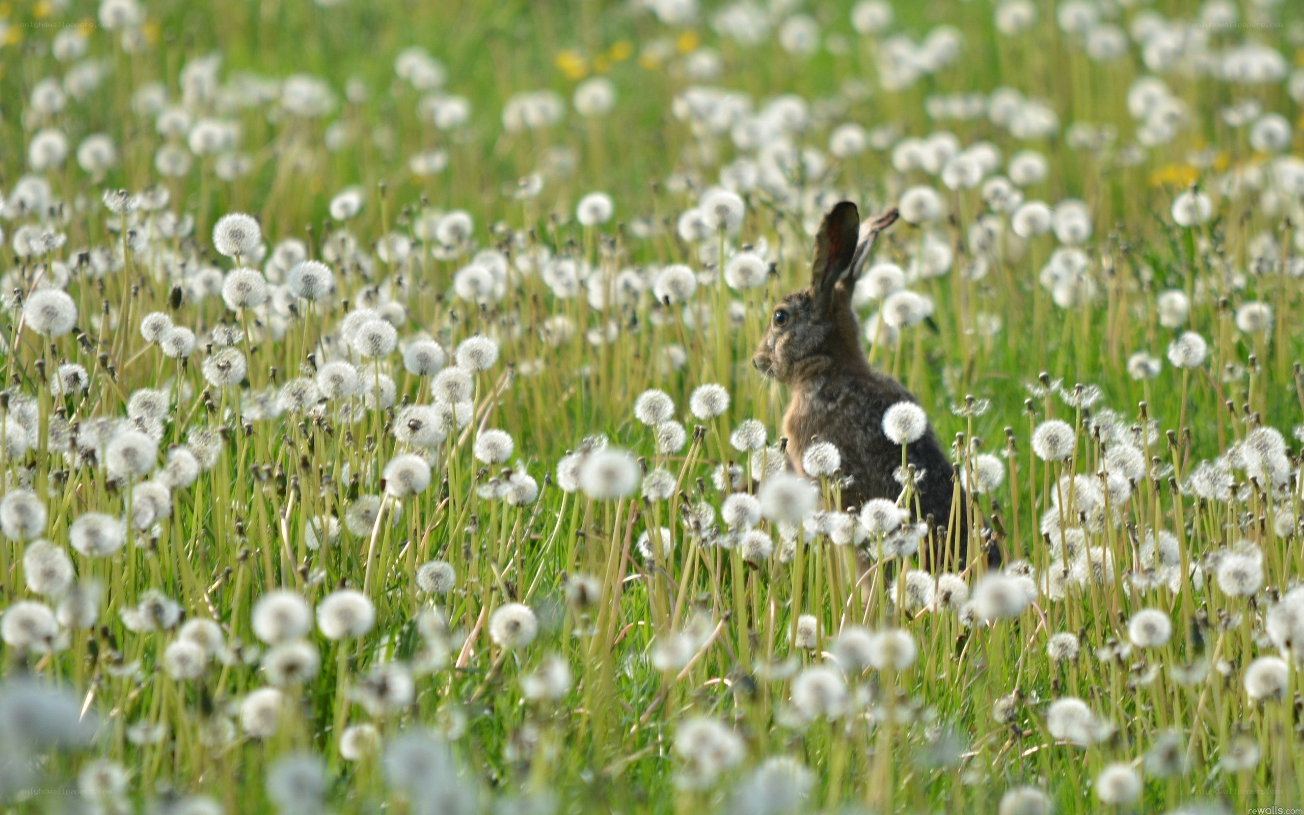 Hare in dandelion field