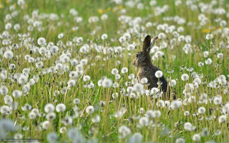 Hare in dandelion field