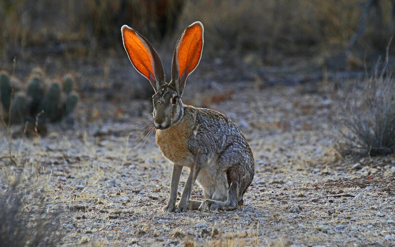 Hare in desert landscape