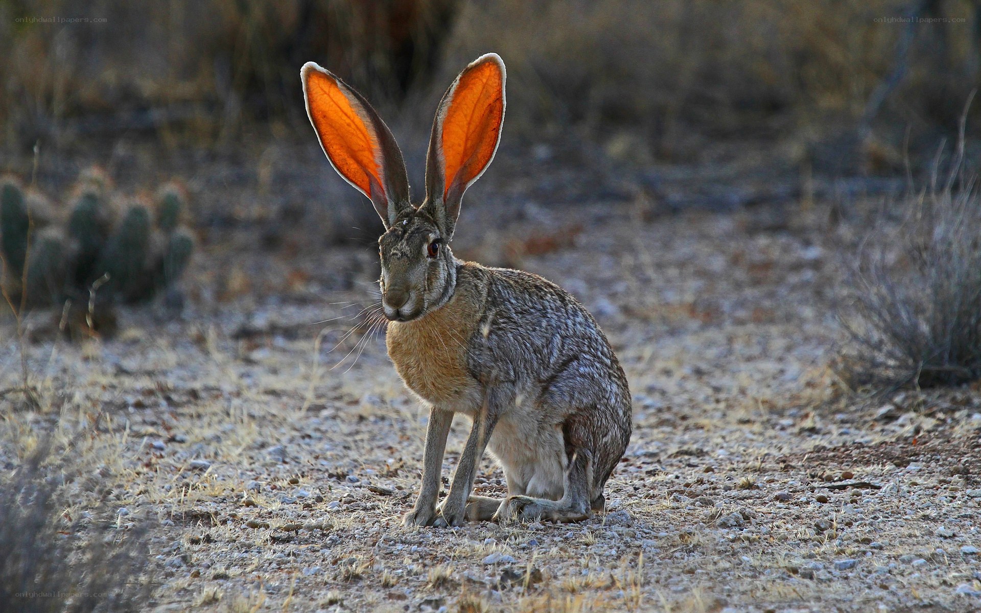 Hare in desert landscape