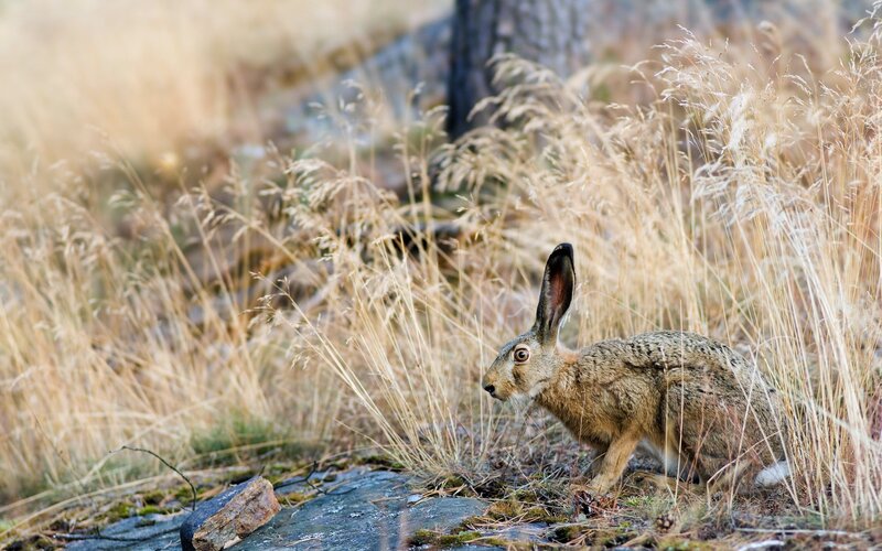 Hare in dry grass