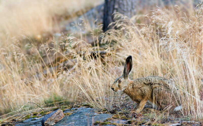Hare in dry grass