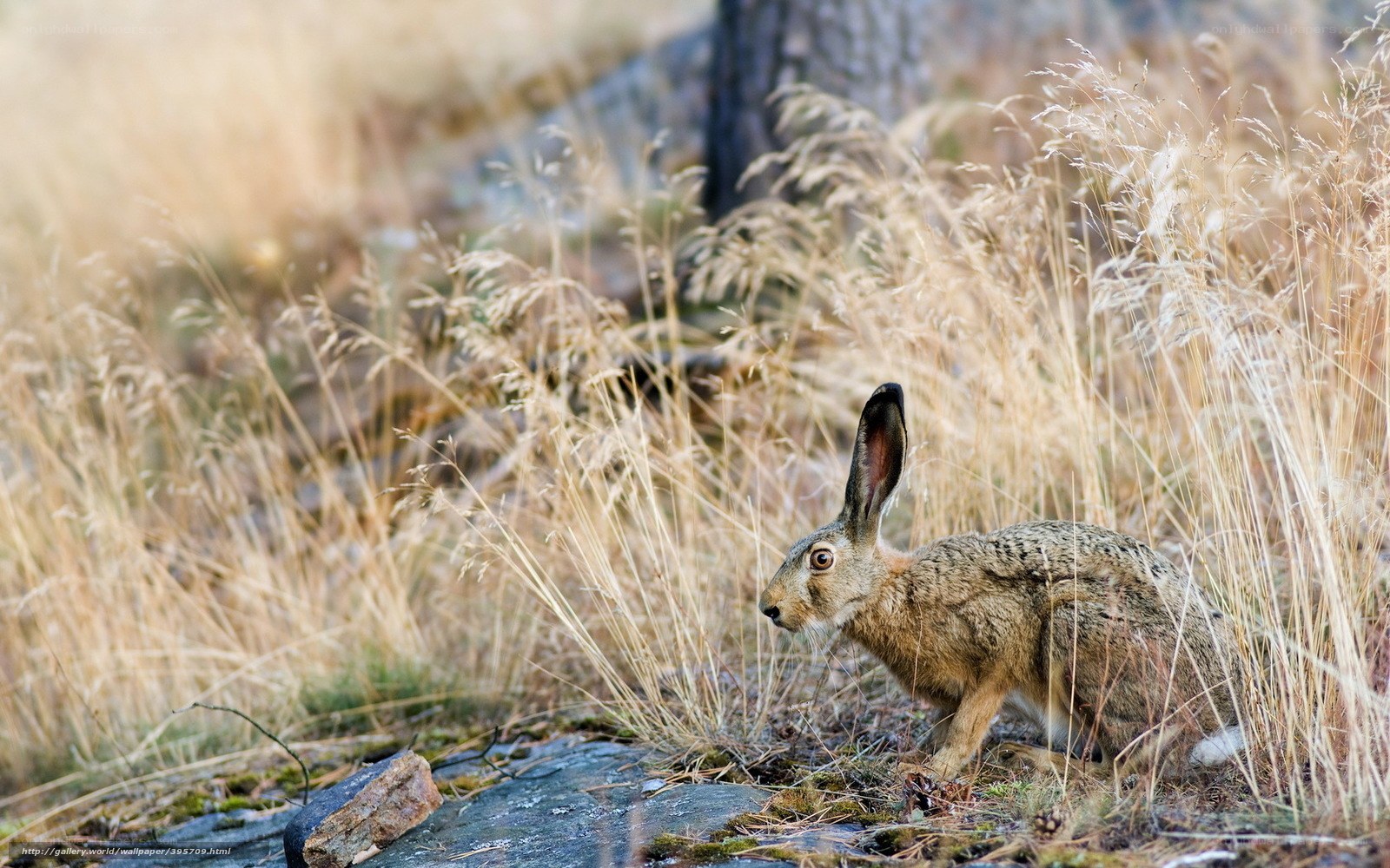 Hare in dry grass