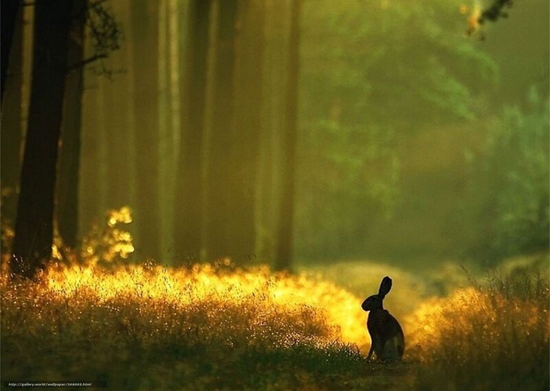 Hare in golden forest