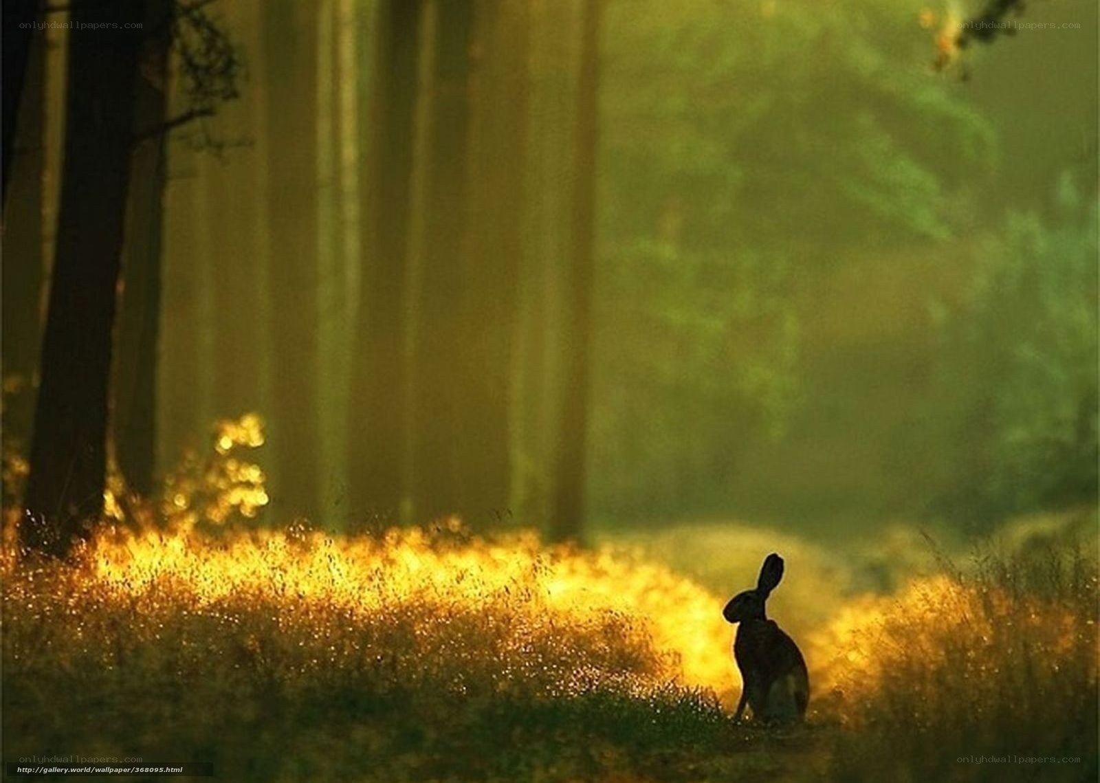 Hare in golden forest