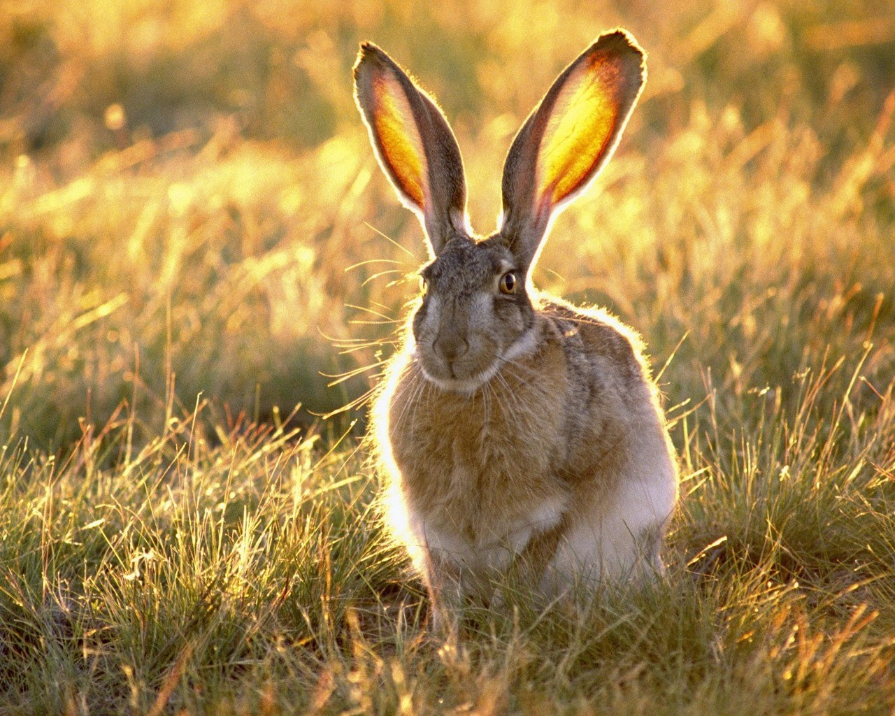 Hare in golden grass