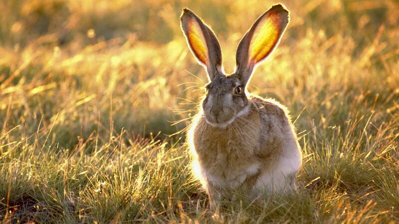 Hare in golden grass