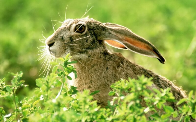 Hare in green foliage