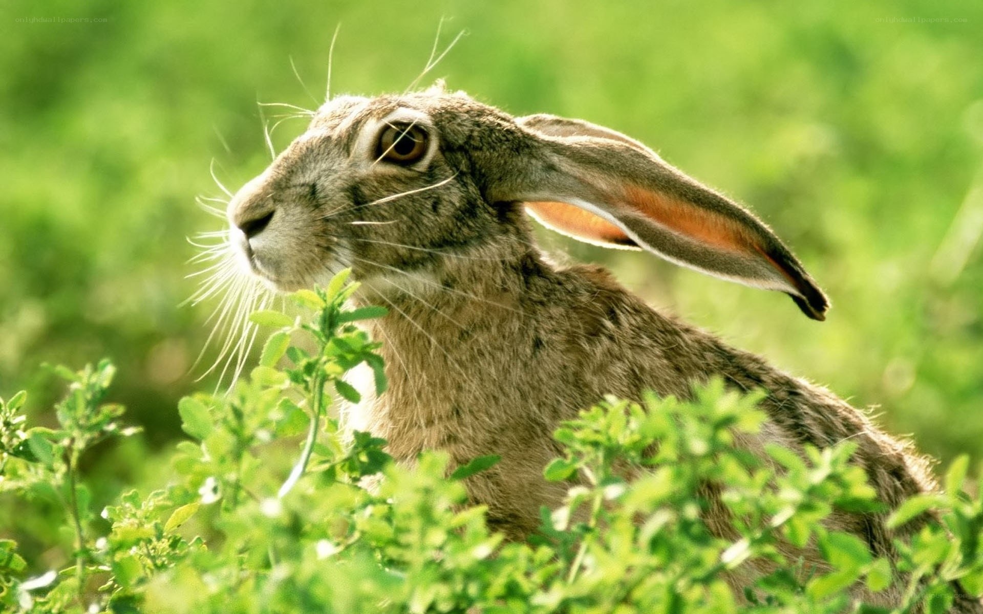 Hare in green foliage