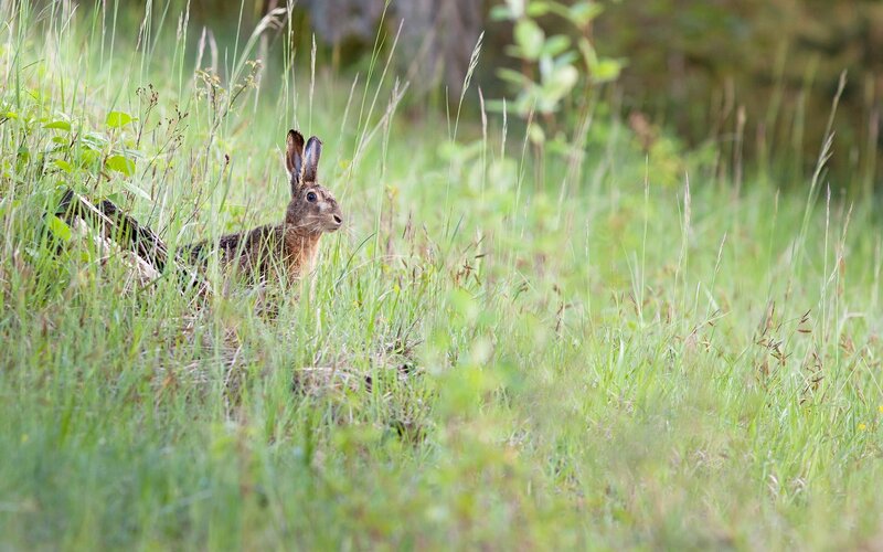 Hare in tall grass