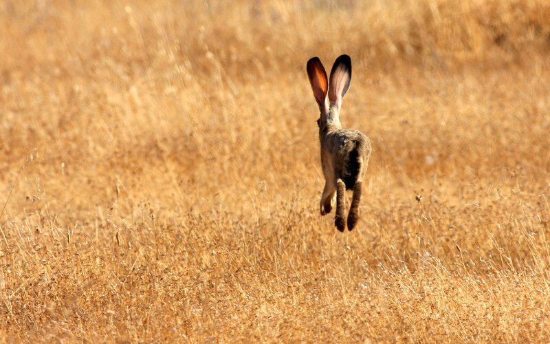 Hare leaping through grass