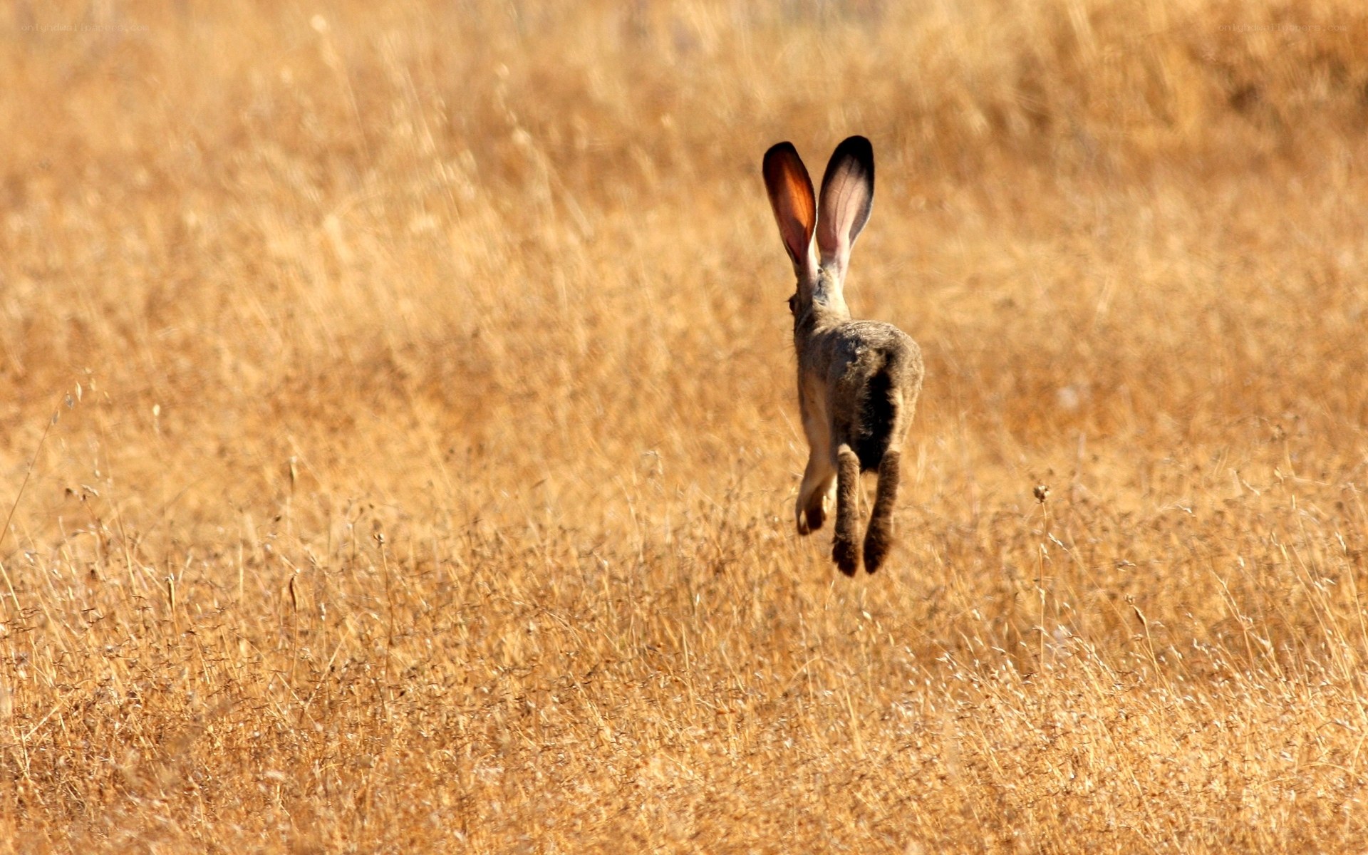 Hare leaping through grass