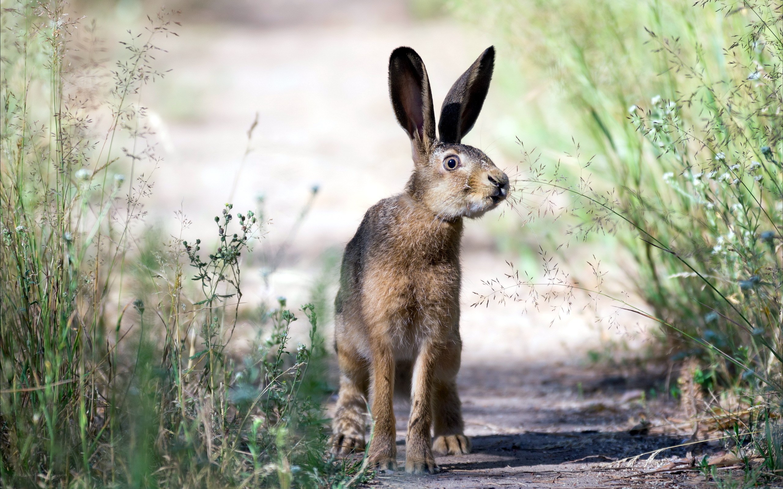 Hare on a dirt path