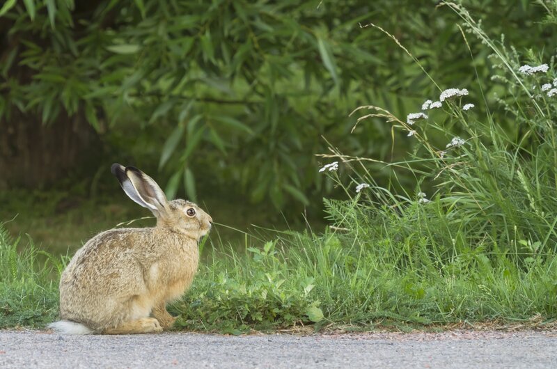 Hare on a roadside