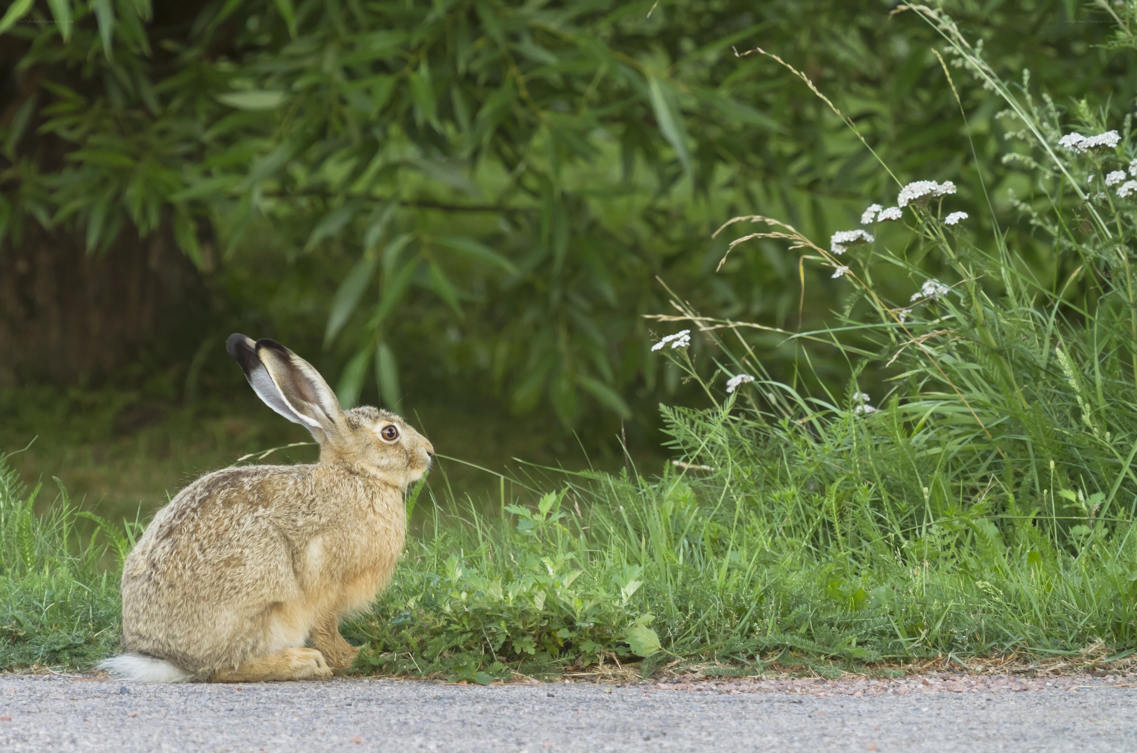 Hare on a roadside