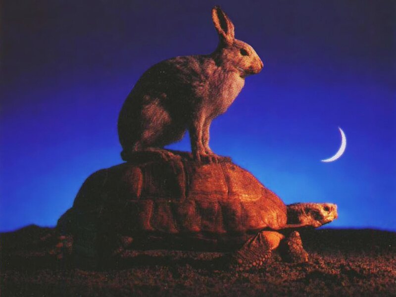 Hare on turtle under moon