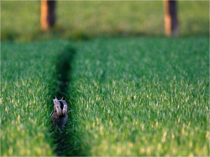 Hare Running in Field