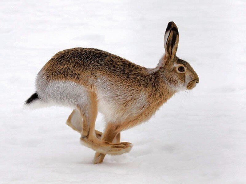 hare running in snow