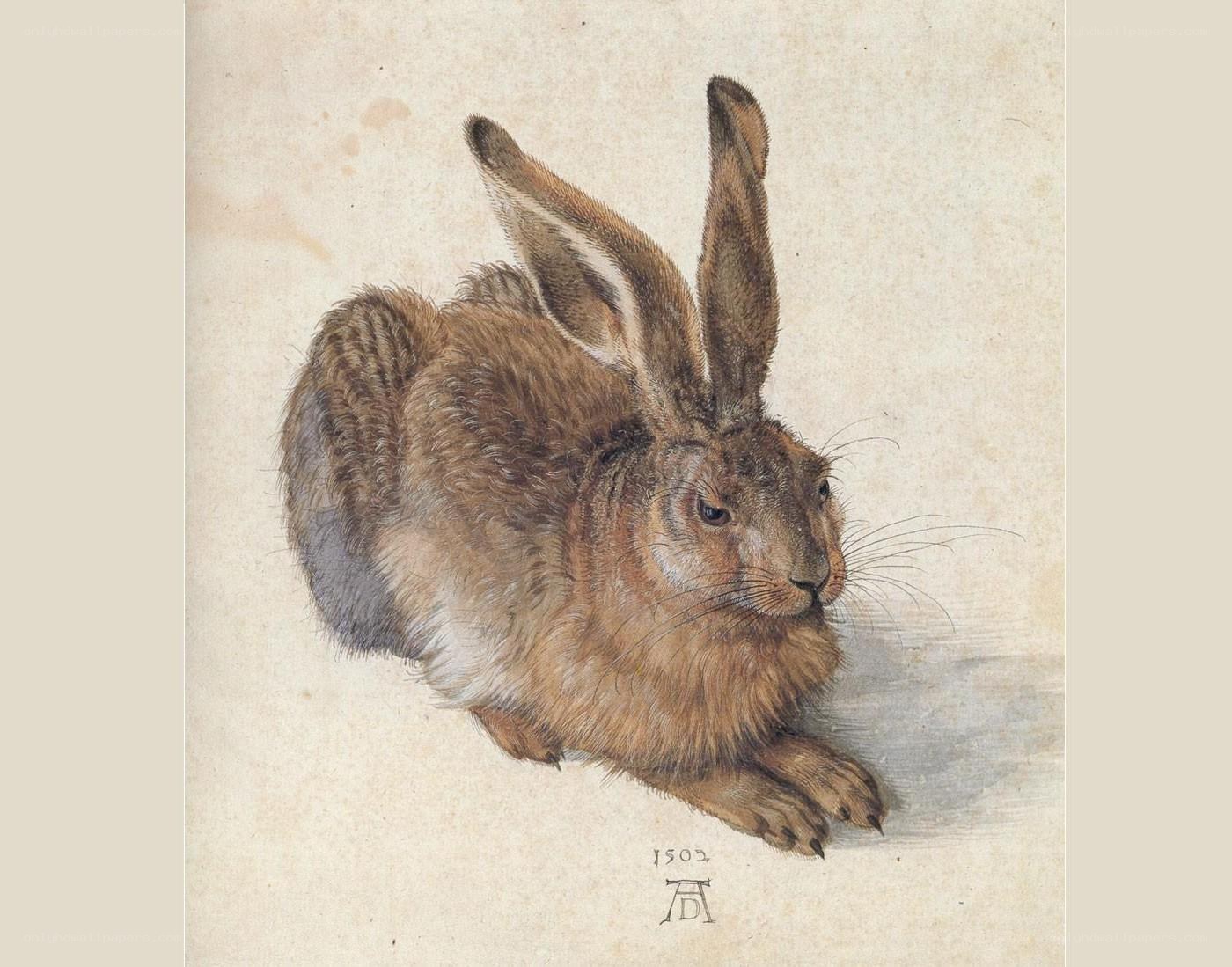 Hare study by Albrecht Dürer