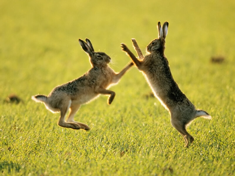 Hares fighting in a field