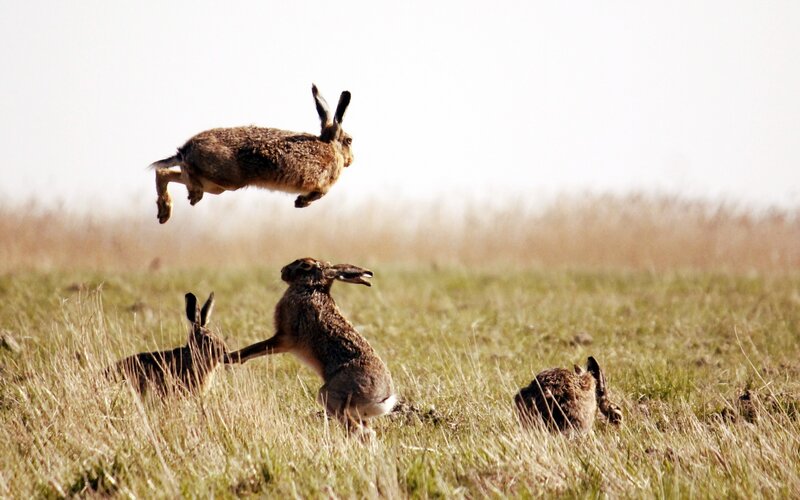 Hares Fighting in Field