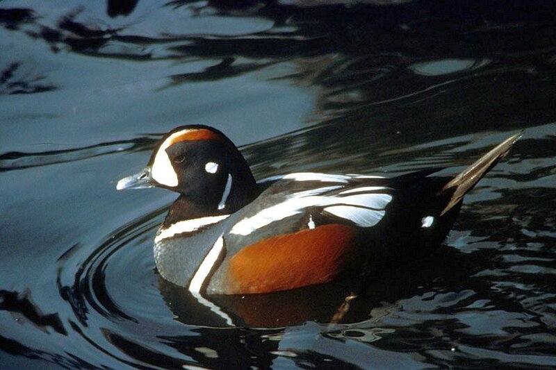 Harlequin Duck Swimming