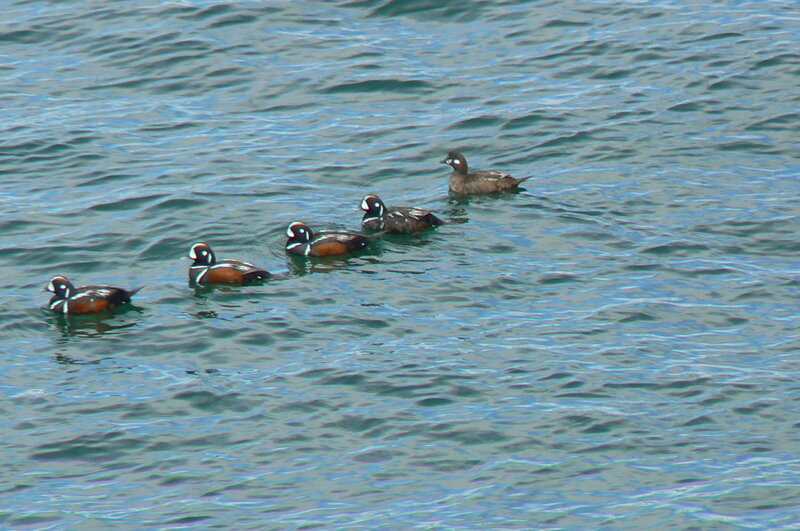 Harlequin Ducks on Water