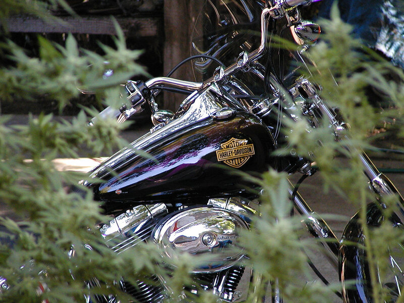 Harley-Davidson motorcycle in foliage