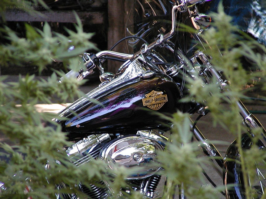 Harley-Davidson motorcycle in foliage