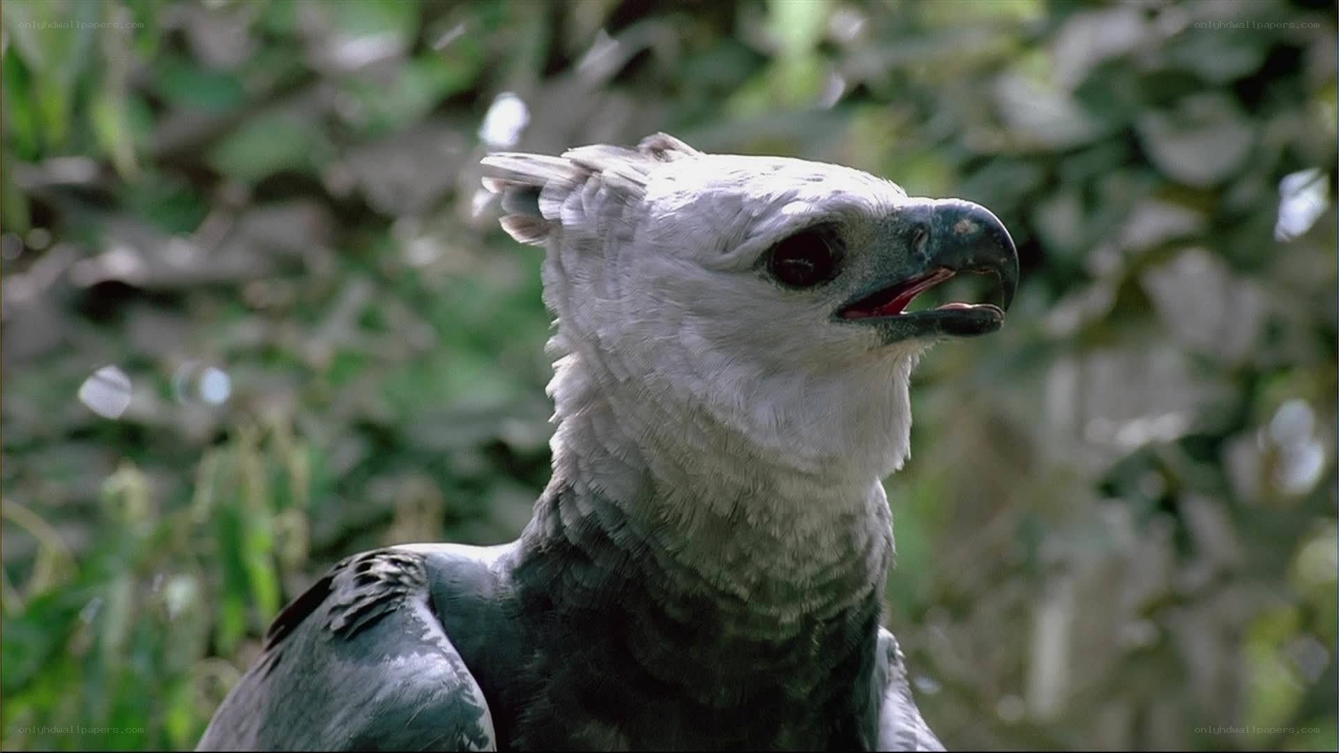 Harpy Eagle Close-Up