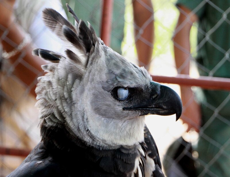 Harpy Eagle Head