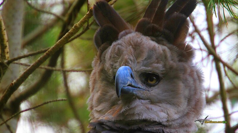 Harpy Eagle in a Tree