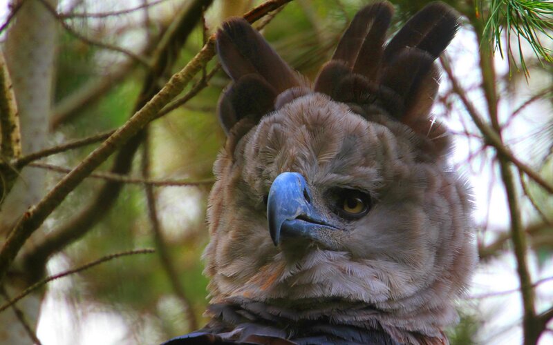 Harpy Eagle in Tree