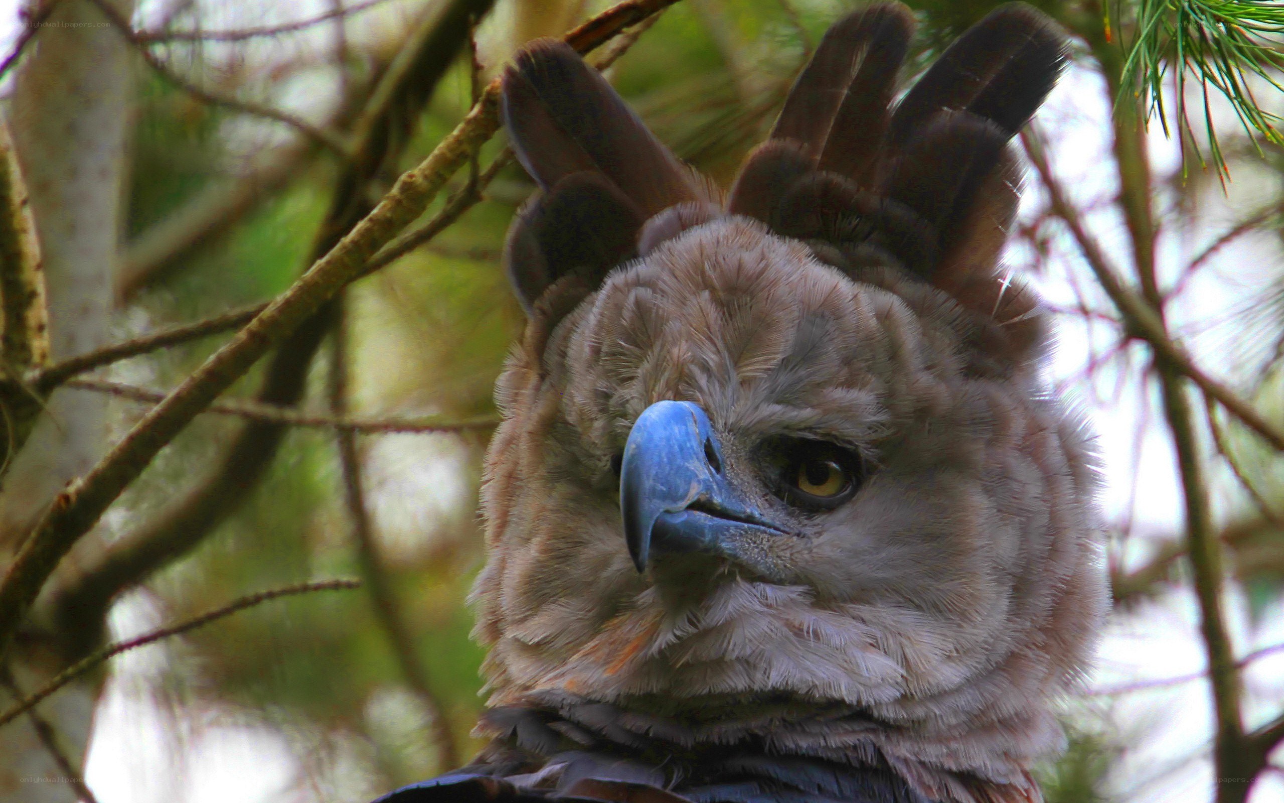 Harpy Eagle in Tree