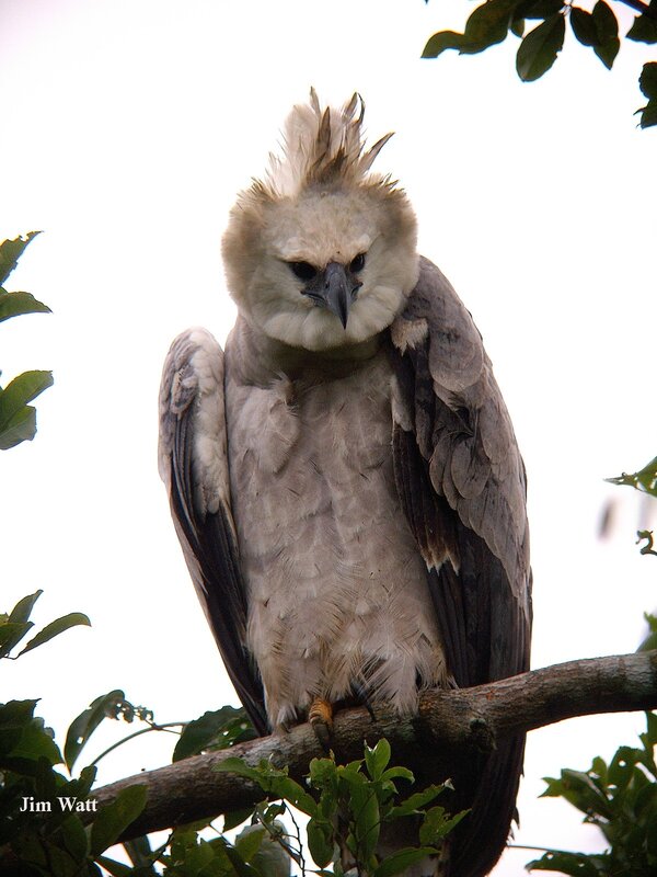 Harpy Eagle perched on branch