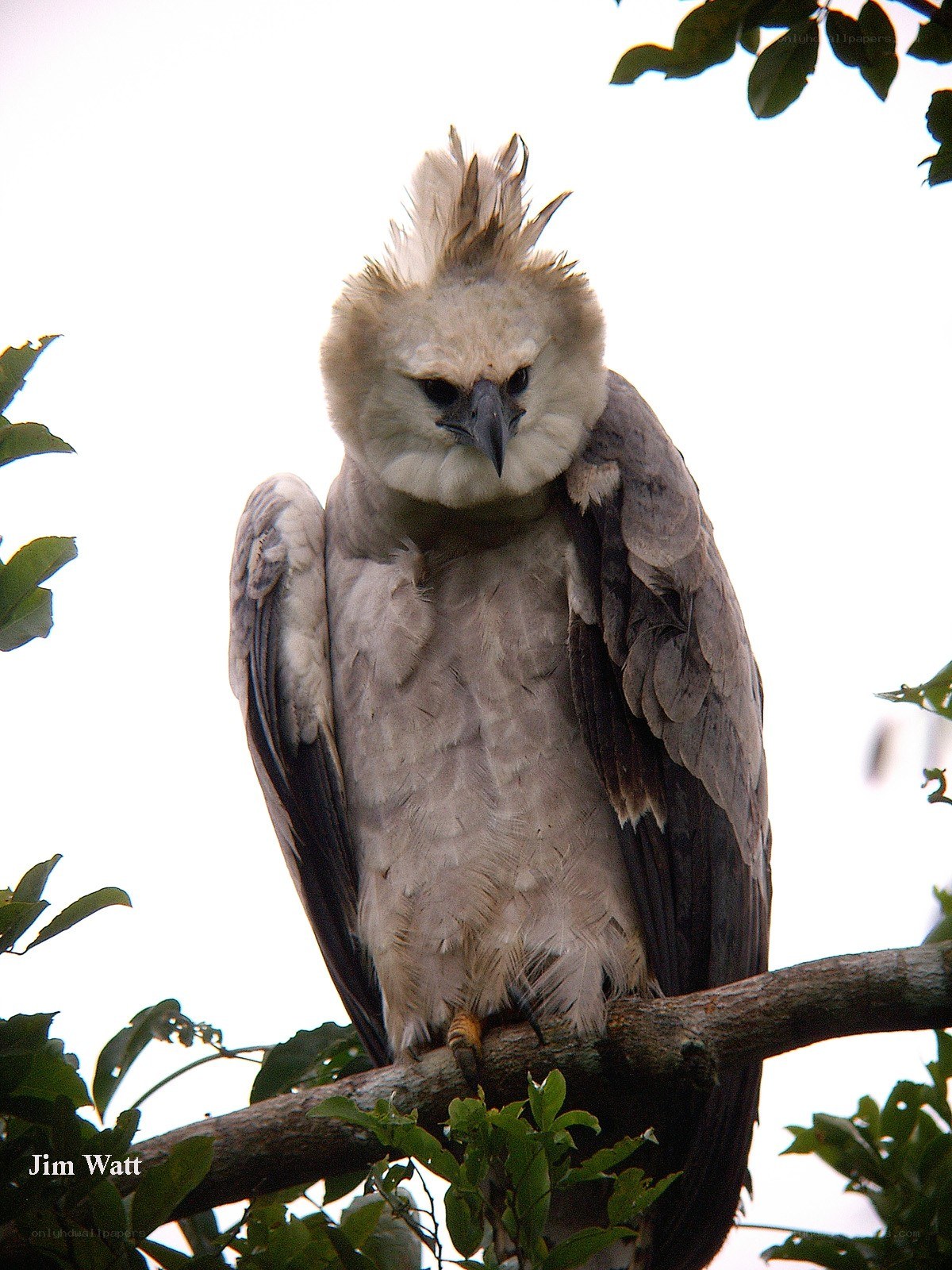 Harpy Eagle perched on branch