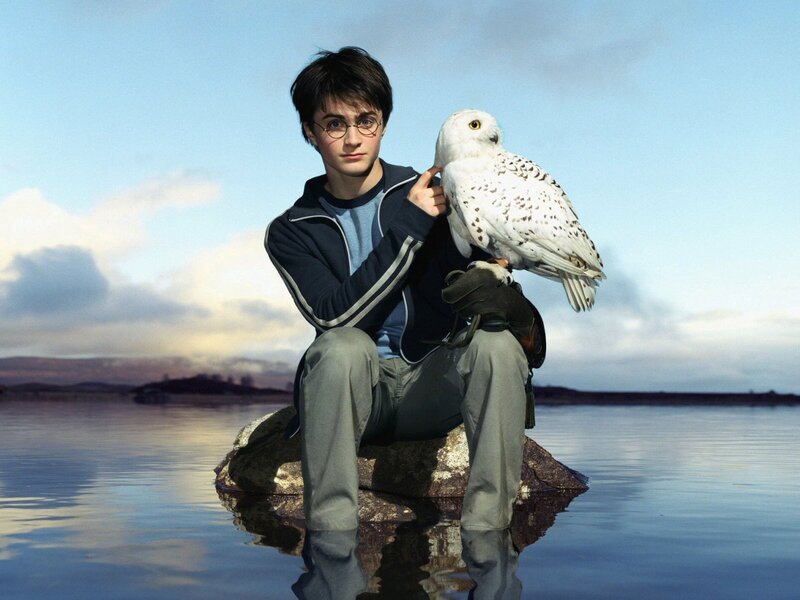 Harry Potter with Hedwig
