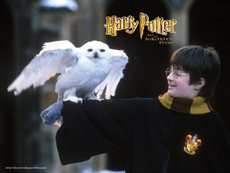 Harry Potter with Snowy Owl — Black, Calm, Photograph