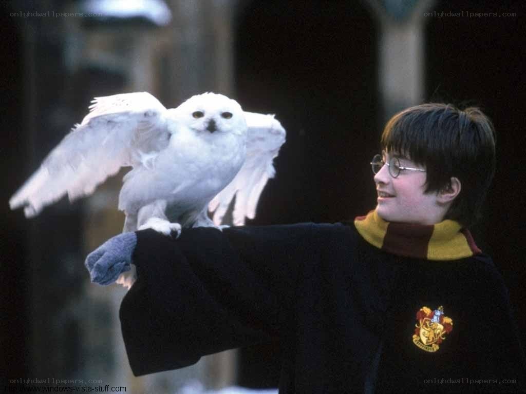 Harry Potter with snowy owl