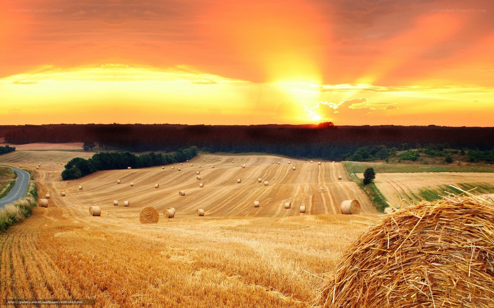 Harvest field at sunset