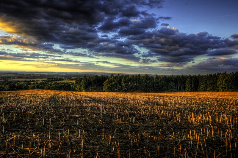Harvest field at sunset