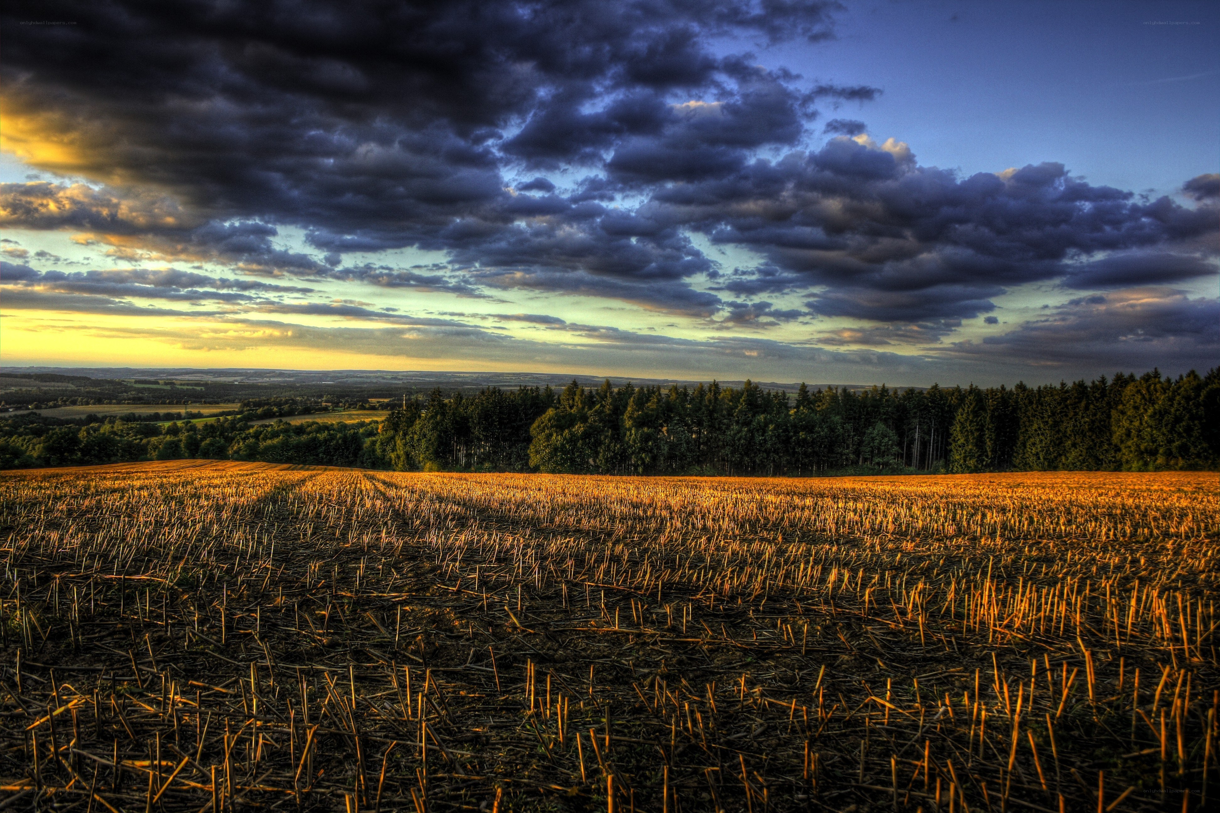 Harvest field at sunset