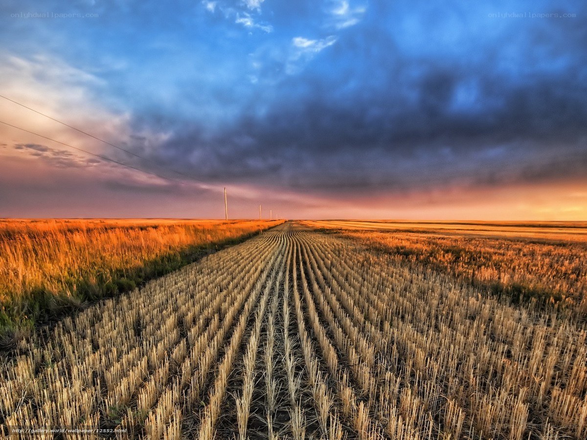 Harvest Field at Sunset