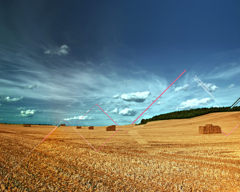 Harvest field with hay bales