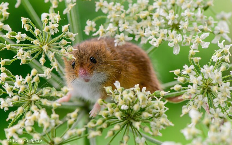 Harvest Mouse on Flowers