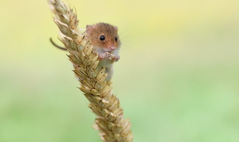 Harvest Mouse on Wheat
