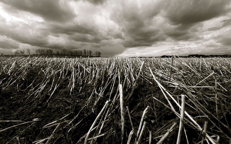 Harvested Corn Field — Black