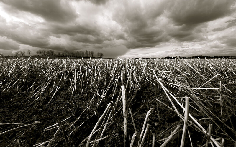 Harvested Corn Field
